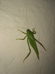 Microcentrum marginatum