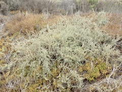 Atriplex amnicola