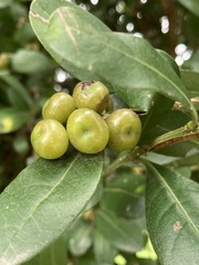 Citharexylum mirifolium