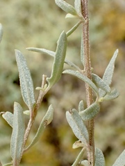 Atriplex amnicola