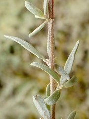 Atriplex amnicola