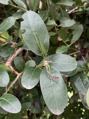 Citharexylum mirifolium
