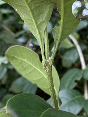 Citharexylum mirifolium