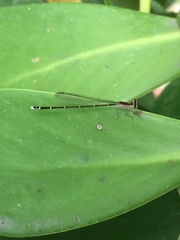 Nehalennia pallidula