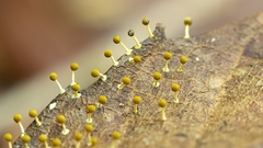 Physarum melleum