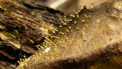 Physarum melleum