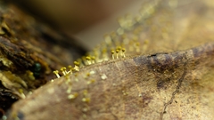Physarum melleum