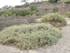 Atriplex amnicola