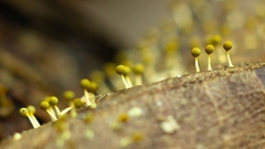 Physarum melleum