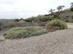 Atriplex amnicola