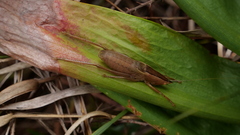 Belocephalus