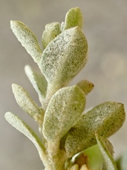 Atriplex amnicola