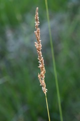 Sphenopholis obtusata