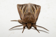 Ichneutica ceraunias