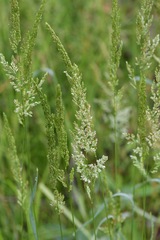 Sphenopholis obtusata