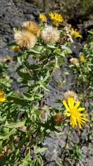 Heterotheca camporum glandulissima