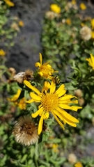 Heterotheca camporum glandulissima