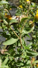 Heterotheca camporum glandulissima