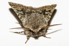 Ichneutica cana