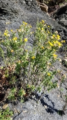 Heterotheca camporum glandulissima