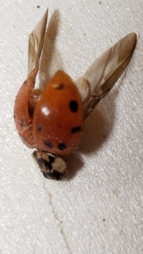Asian Lady Beetle photographed in New Hampshire