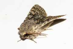 Ichneutica cana