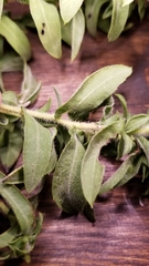 Heterotheca camporum glandulissima