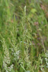 Sphenopholis obtusata