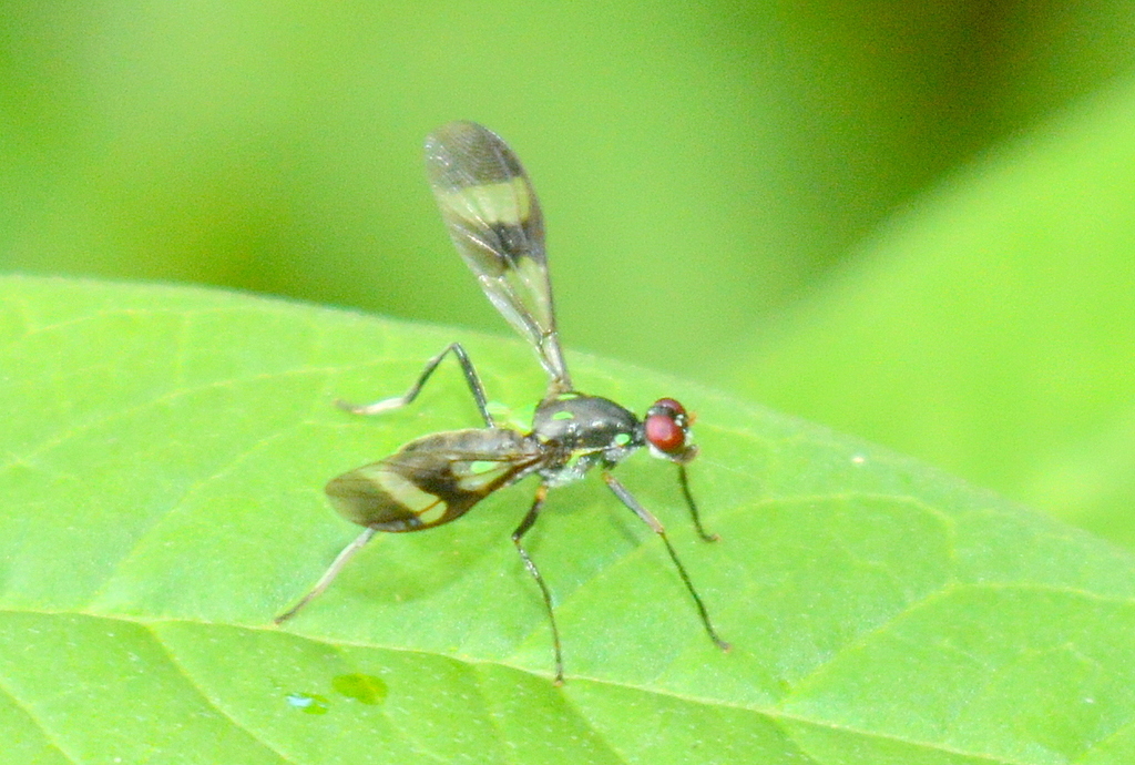 Raphiocerinae