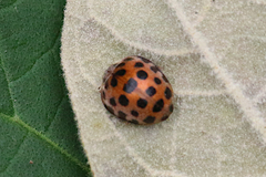 Henosepilachna vigintisexpunctata