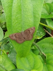 Euthalia aconthea