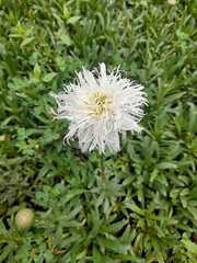 Asteraceae