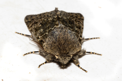 Ichneutica cana