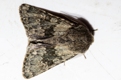 Ichneutica cana