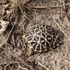 Psammobates oculifer