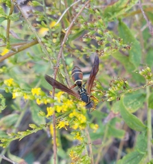 Polistes fuscatus