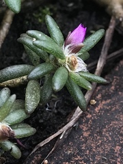 Portulaca pilosa