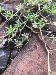 Portulaca pilosa