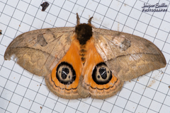 Automeris liberia
