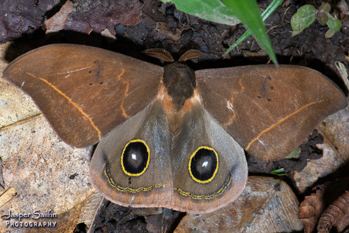 Automeris gabriellae · iNaturalist Mexico