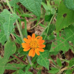 Smallanthus oaxacanus