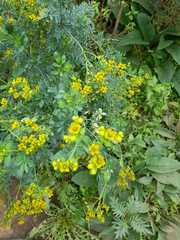 Ruta graveolens
