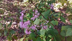 Peteravenia malvifolia