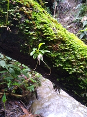 Masdevallia picturata