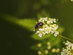 Trogoderma argentina