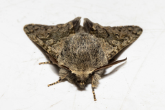 Ichneutica cana