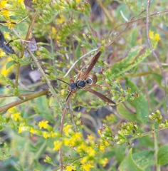Polistes fuscatus