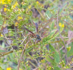 Polistes fuscatus