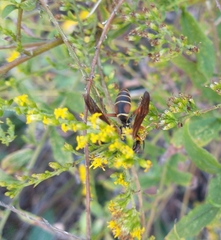 Polistes fuscatus
