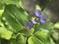 Commelina benghalensis